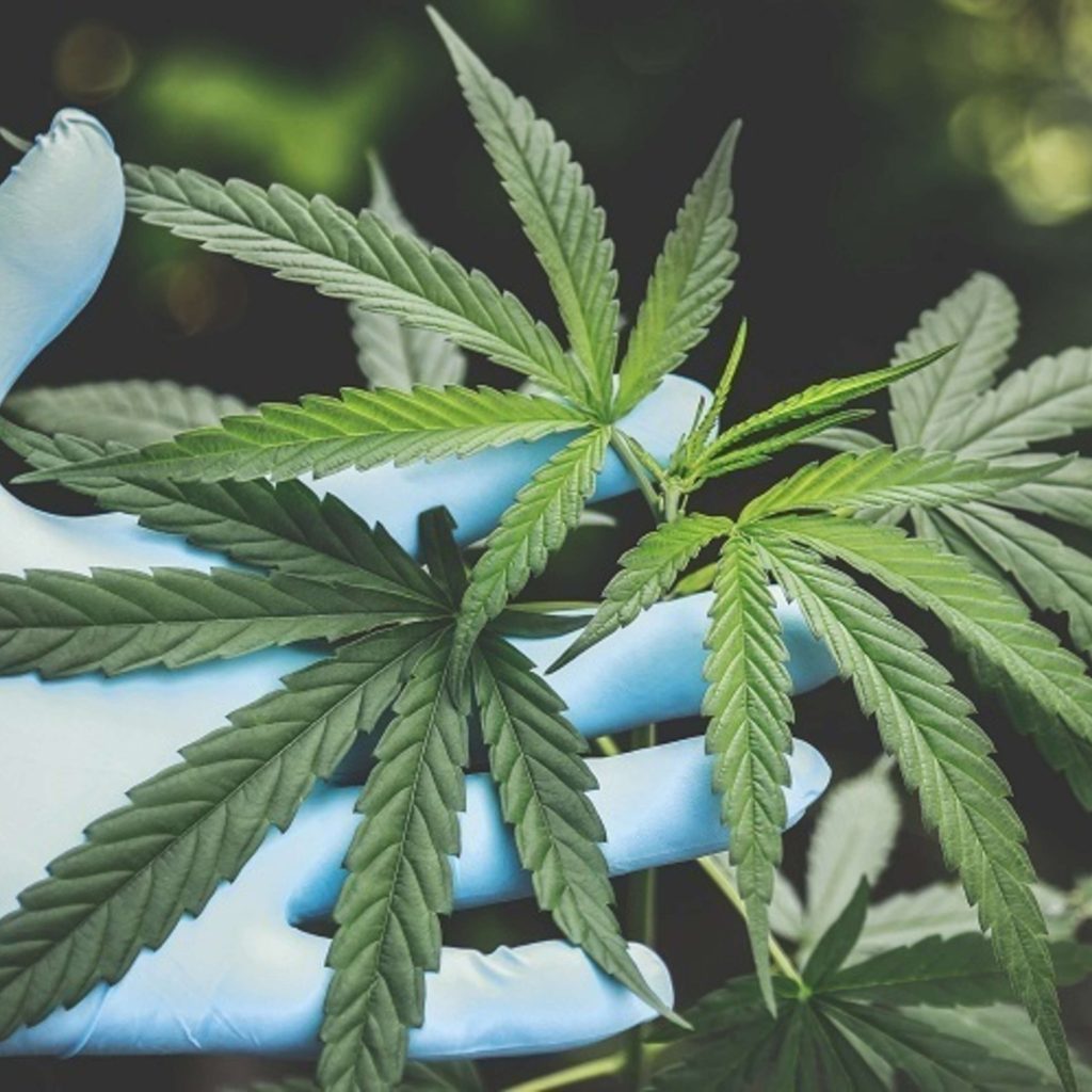 FINANCES – Le cannabis est désormais un moteur économique majeur au Canada