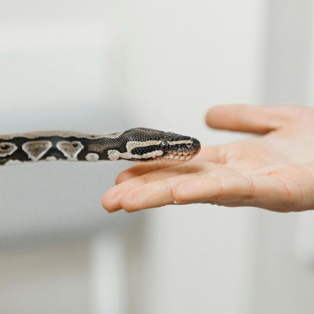 ÉCOLOGIE – Journée mondiale des serpents, quelles espèces peut-on trouver à Toronto ?
