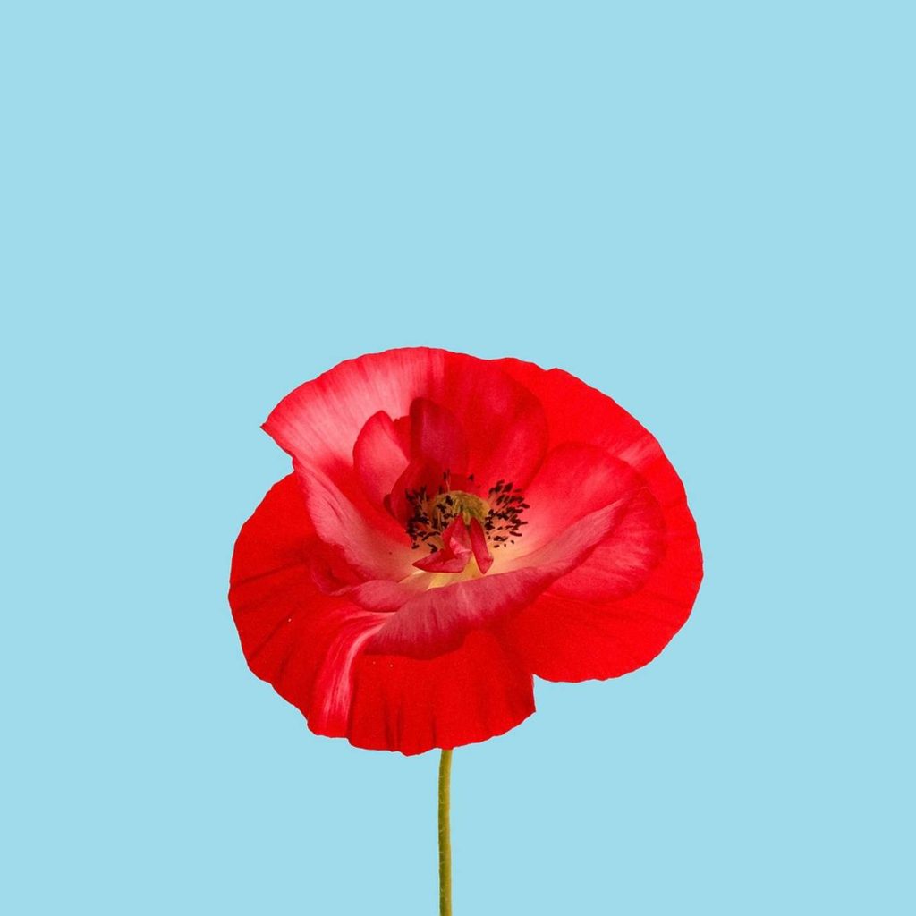 ACUALITÉ – Le 11 Novembre, le coquelicot et la mémoire francophone